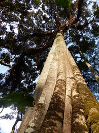 Arbres endémiques Suddi